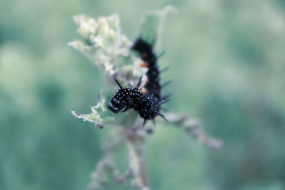 Close-up of insect on flower