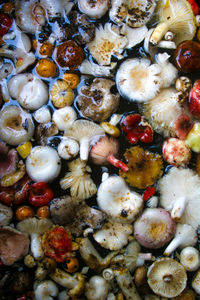 High angle view of eggs in sea