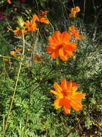 Close-up of orange marigold flowers blooming outdoors