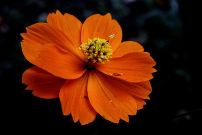 Close-up of orange cosmos flower