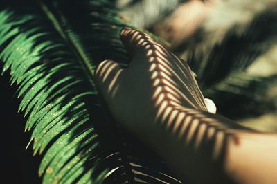 Cropped image of hand with plant shadow