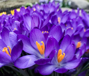 Close-up of purple crocus flowers