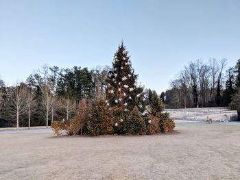 Trees on snow covered land against clear sky