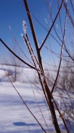 Low angle view of bare tree against sky