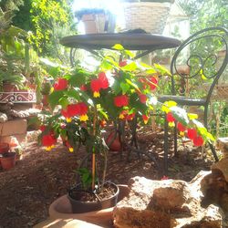 Potted plants in backyard
