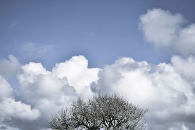 Low angle view of tree against sky