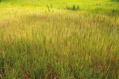 Full frame shot of rice field