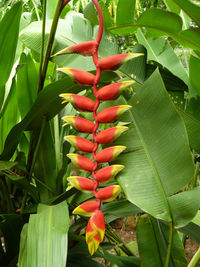 Close-up of red flower