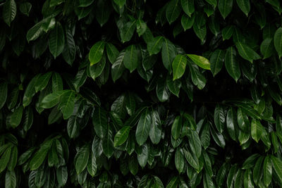 Full frame shot of plants dark green leaves mystery