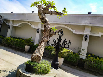 Potted plant against building