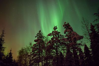 Low angle view of trees against sky at night