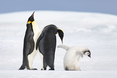 View of birds on snow