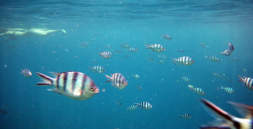 View of fish underwater