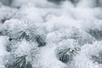 Close-up of frozen conifer tree