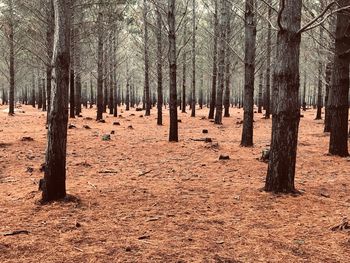 Trees on field in forest