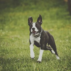 Close-up of dog running on field