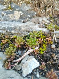 Close-up of plant growing on rock