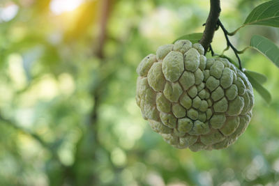 Close-up of fruit growing on tree