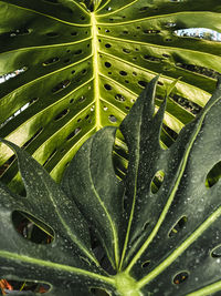 Close-up of wet plant leaves