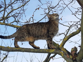 Low angle view of a cat on tree