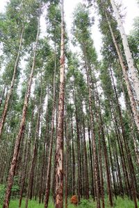 Low angle view of bamboo trees in forest