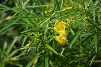 Close-up of yellow flowering plant