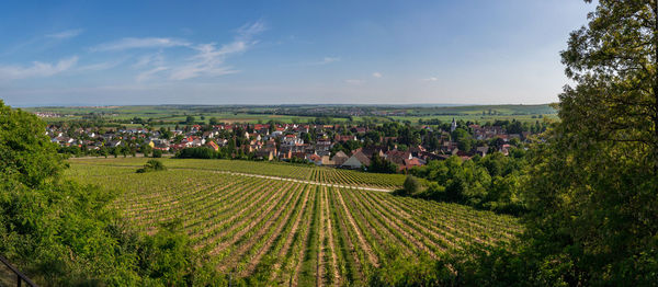 Scenic view of agricultural field against sky