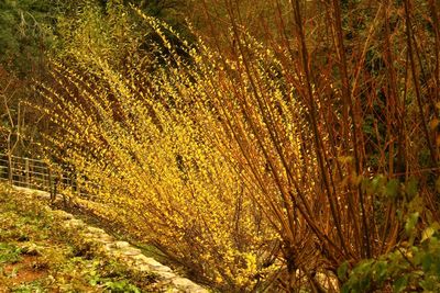 Full frame shot of yellow grass