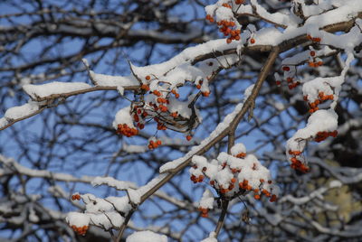 Close-up of frozen tree. good day for the walk. great day.