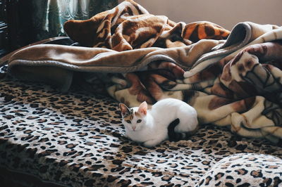 High angle view of a dog sleeping on bed