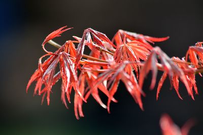 Close-up of red flowers against black background