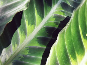 Full frame shot of leaves