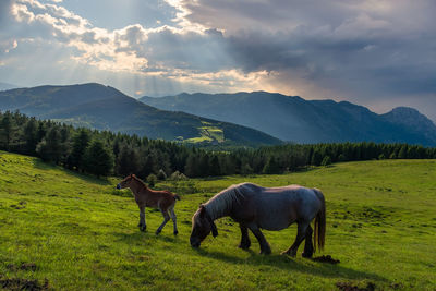 Horses grazing on land