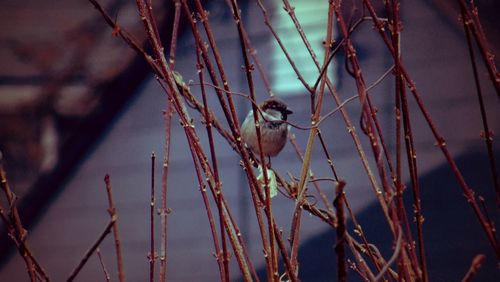 Close-up of bird perching on branch