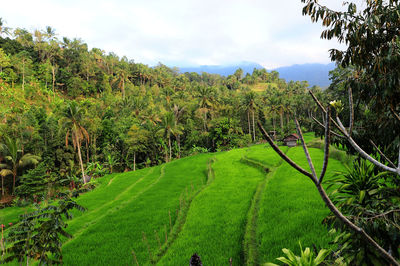 Scenic view of agricultural field against sky