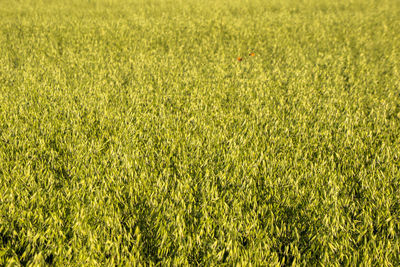 View of bird on field