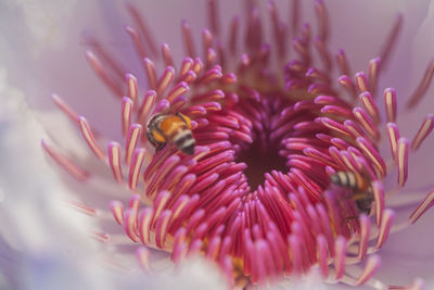 Close-up of bee on pink flower