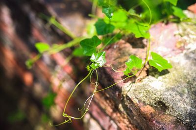 Close-up of plant