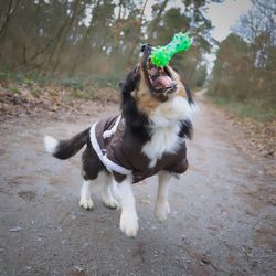 Dog catching a toy on street