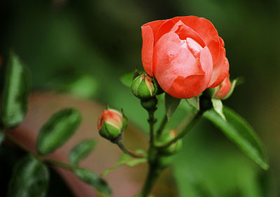 Close-up of rose plant