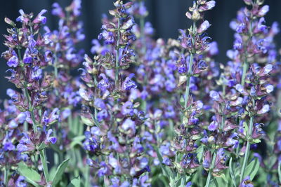 Close-up of purple flowering plants