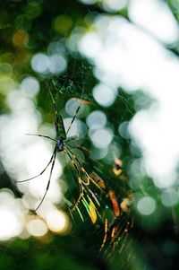 Close-up of spider web on tree