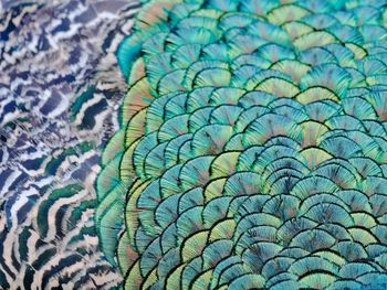 Close-up full frame shot of peacock feathers