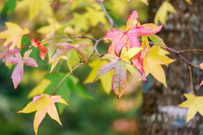 Close-up of autumnal leaves