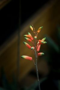 Close-up of flower blooming outdoors