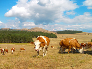 Cows standing in a field