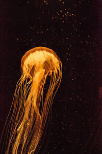 Close-up of jellyfish swimming in sea