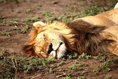 Cat sleeping in the ground