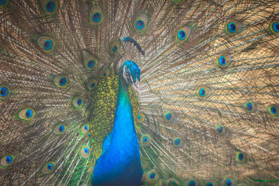 Close-up of peacock