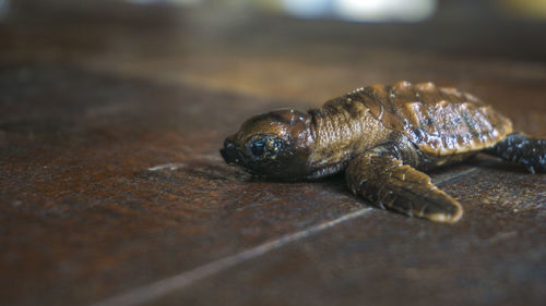 Close-up of insect on table